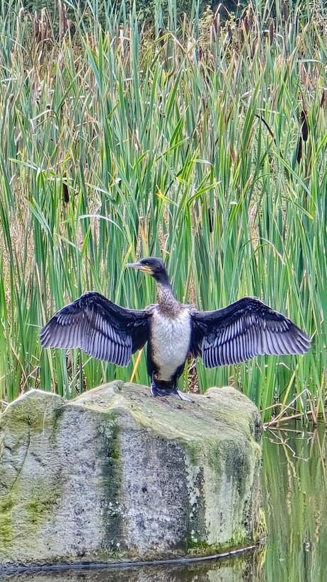 Woodlander Wales Pond Creation